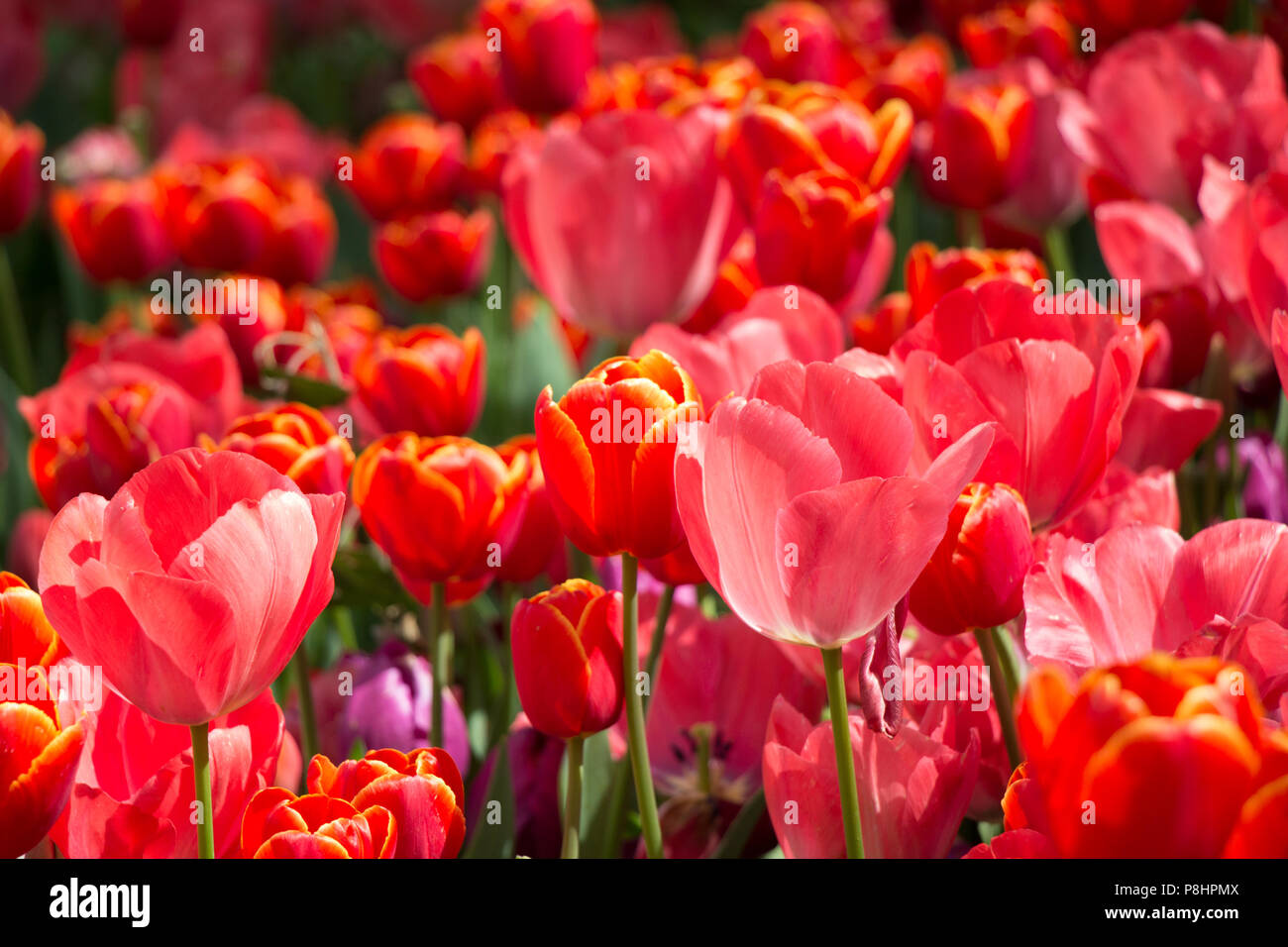 Blooming colorful tulip flowers in garden as floral background Stock ...