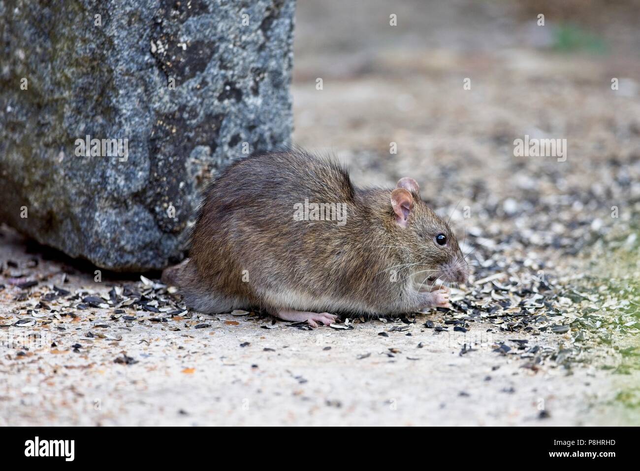 Brown rat (Rattus norvegicus) also known as a Common rat, East Sussex
