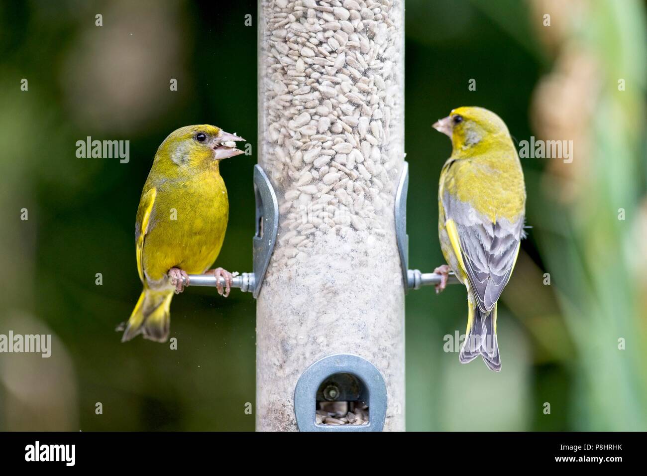 Greenfinches Carduelis Chloris Eating Sunflower Hearts From A