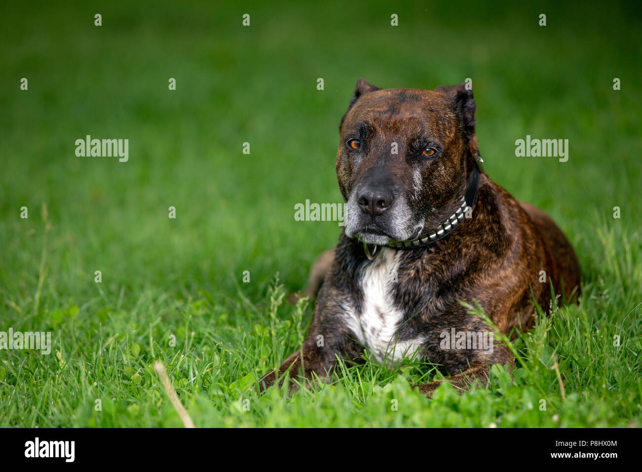 Brown stafford laying on the grass and looking into the camera. Stock Photo