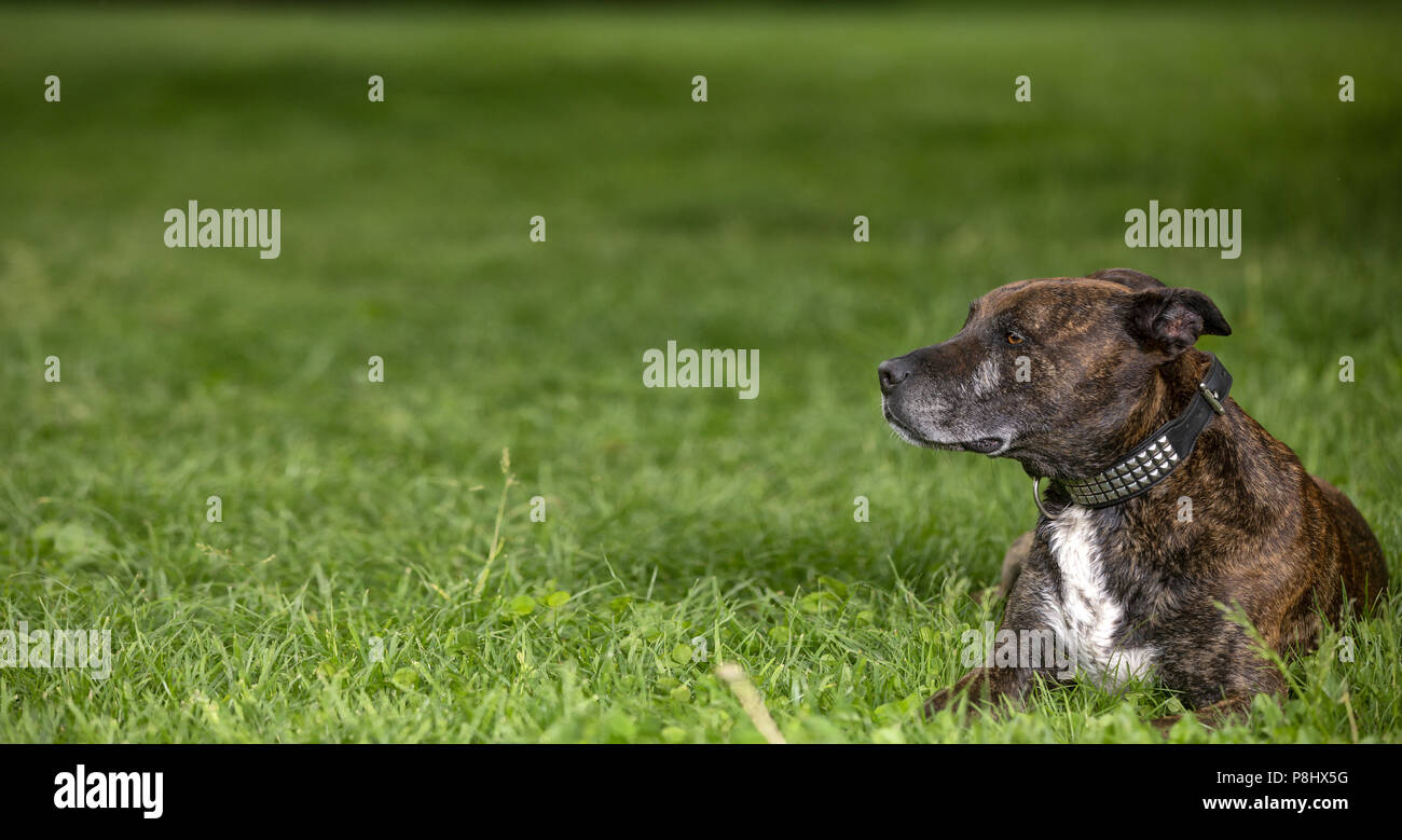 Brown stafford dog laying and resting on the grass and looking away from the camera. Stock Photo