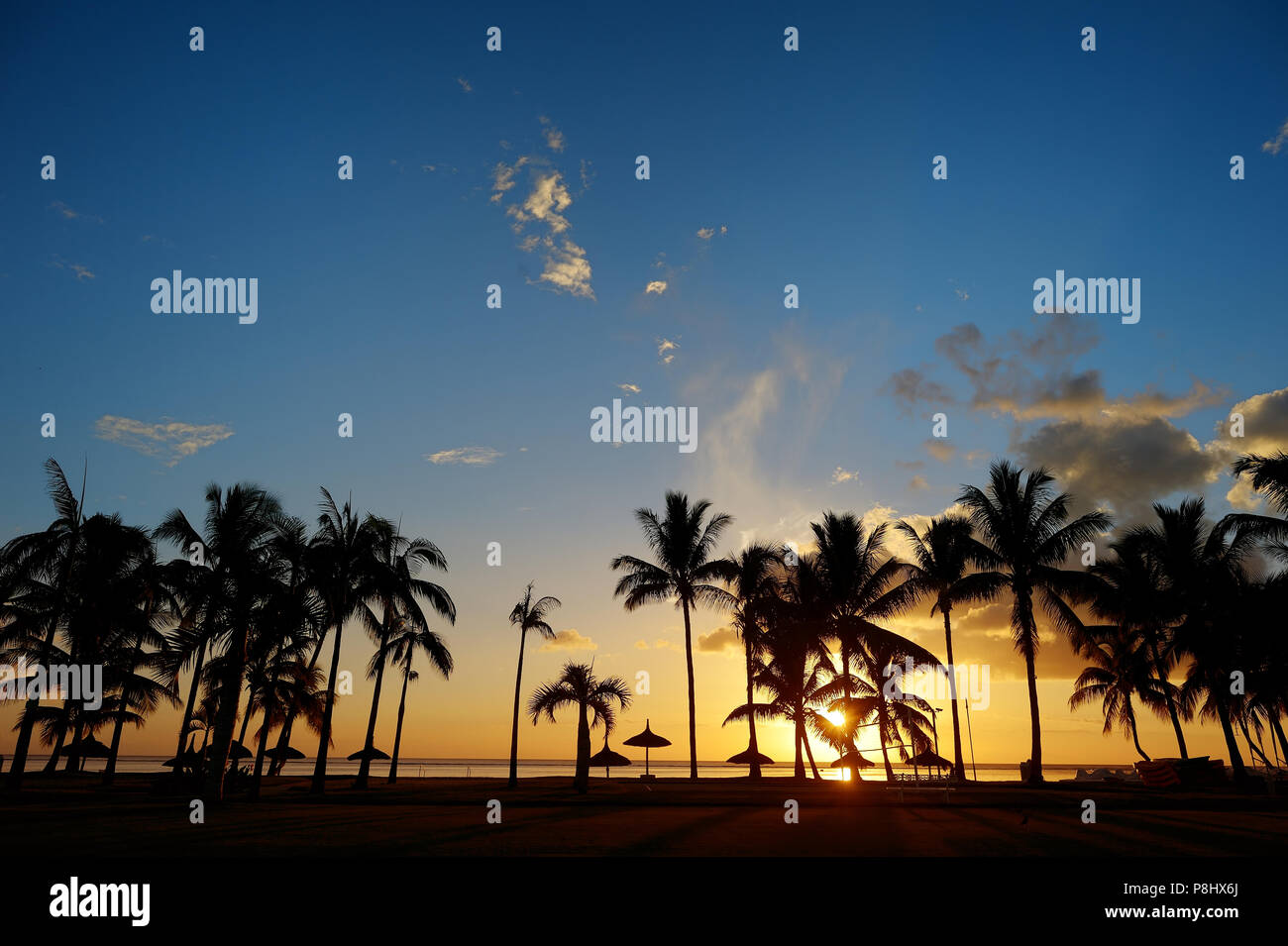 Palm trees silhouettes on sunset tropical beach Stock Photo - Alamy