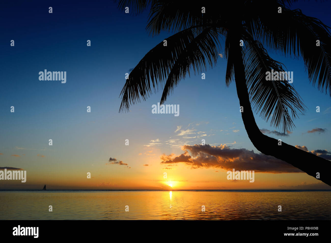 Palm trees silhouette on sunset tropical beach Stock Photo - Alamy