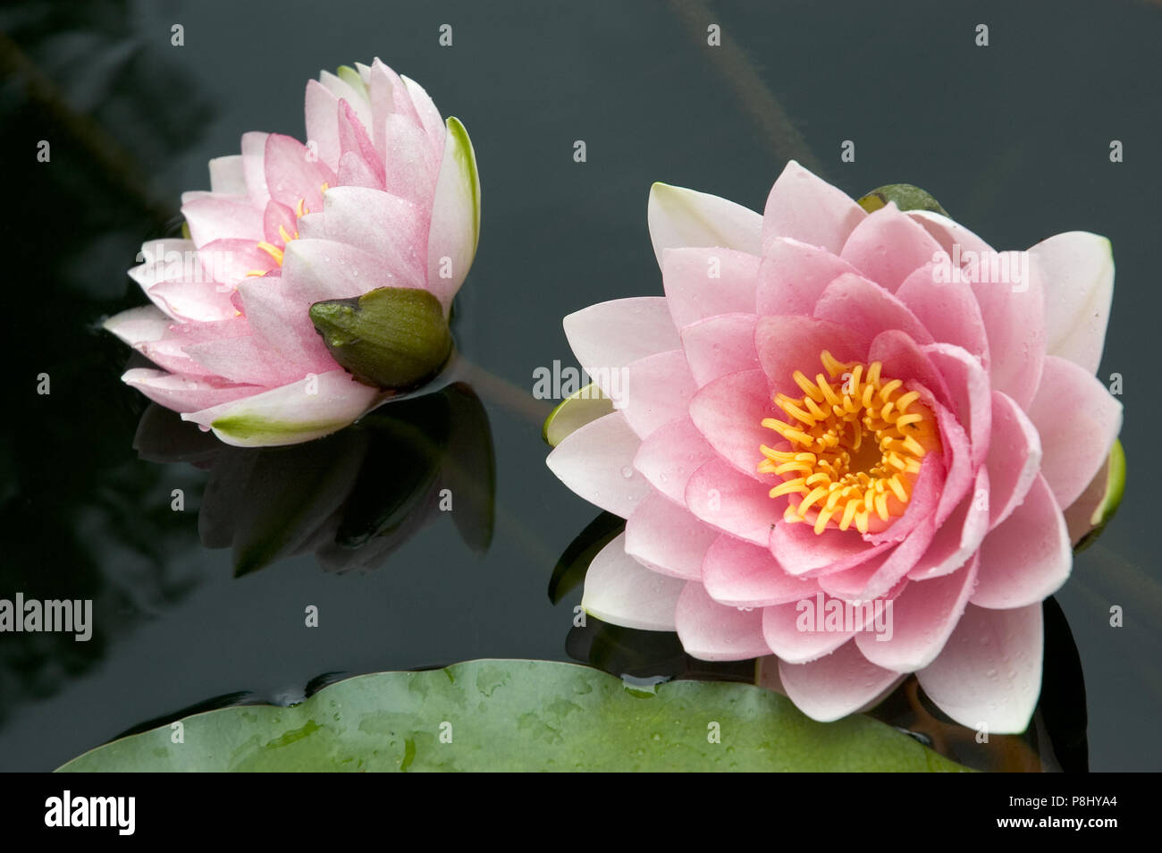 A beautiful pink and fresh water lilies flowers in full bloom Stock