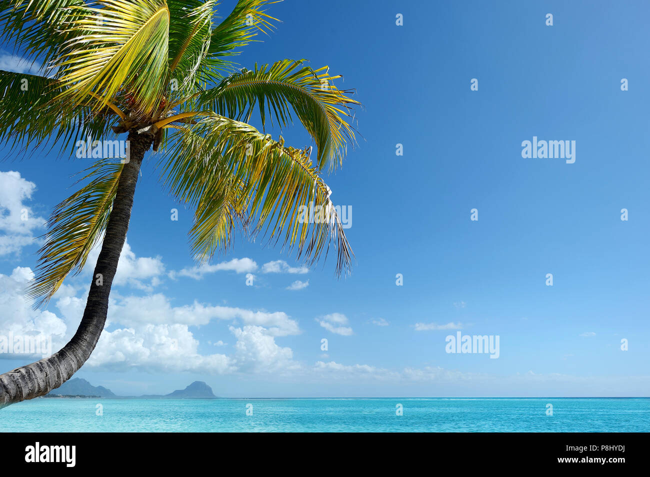 Tropical beach with coconut palm tree Stock Photo - Alamy