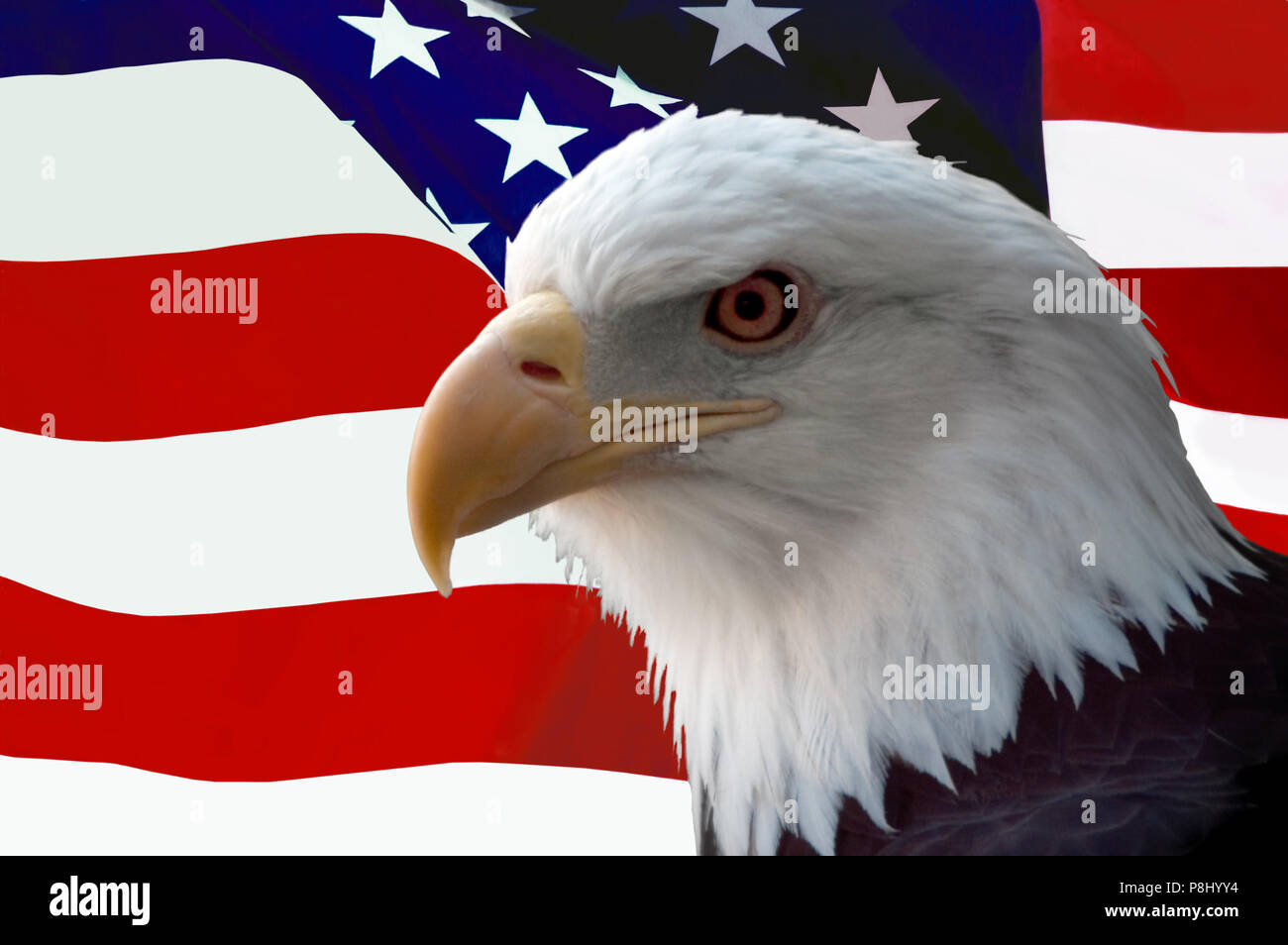 The national bird of the United States Of America, the majestic bald eagle against a Flag background. Great patriotic image Stock Photo - Alamy The national bird of the United States Of America, the majestic bald eagle against a Flag background. Great patriotic image Stock Photo - Alamy