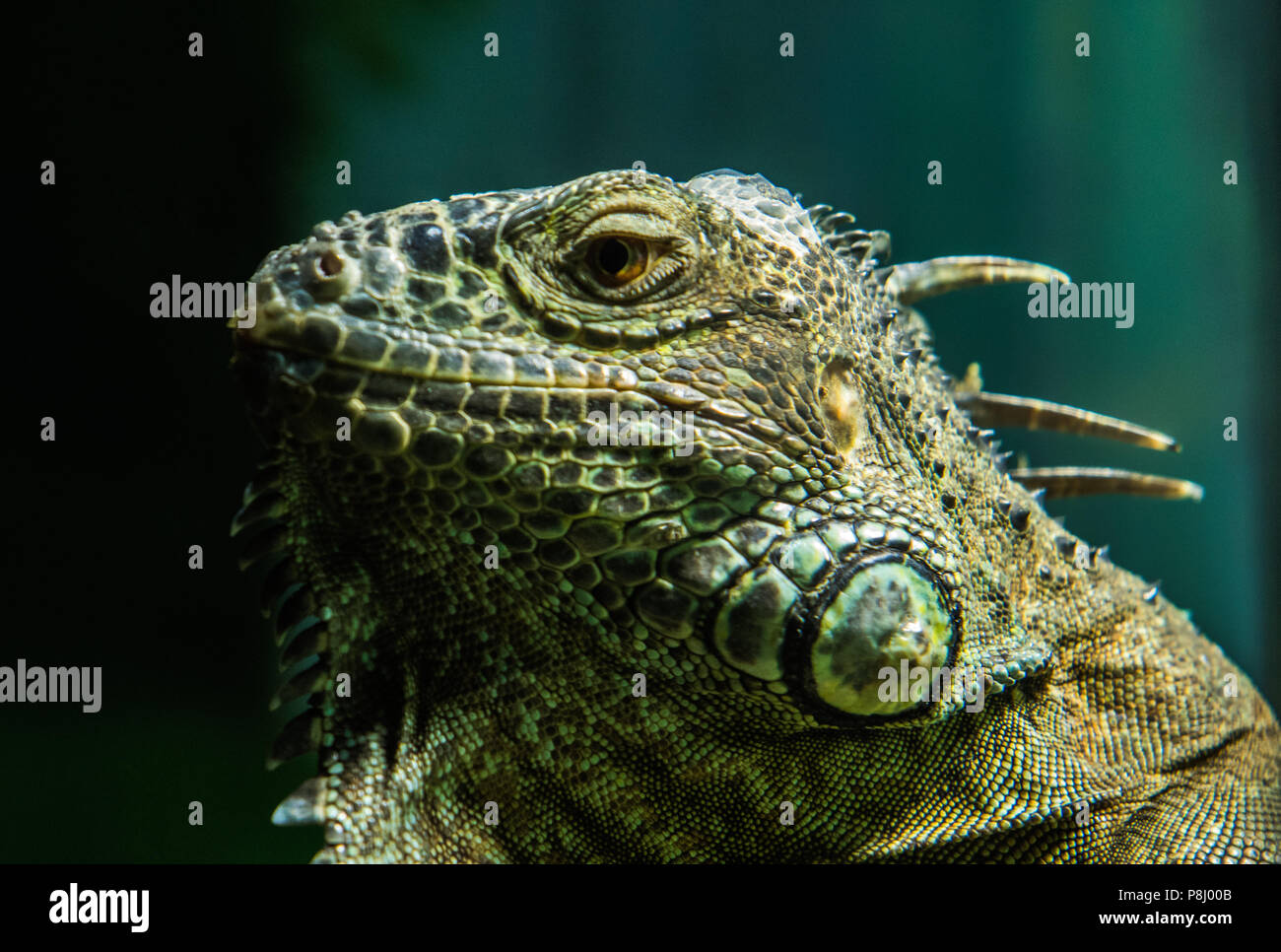 Green Iguana on branch Stock Photo