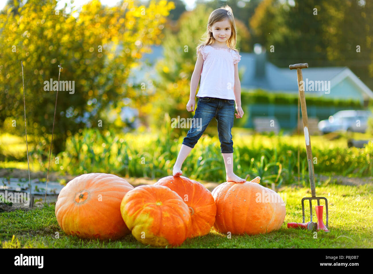 Cute little girl standing on huge pumpkins on a pumpkin patch Stock ...