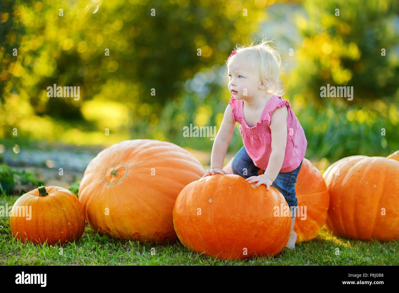 Cute little girl and huge pumpkins on a pumpkin patch Stock Photo - Alamy