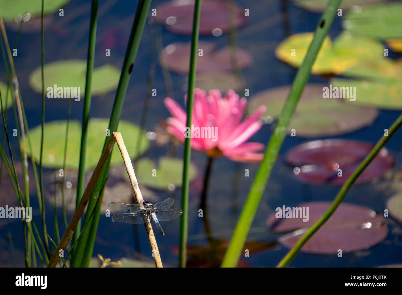Single Lily in pond Stock Photo
