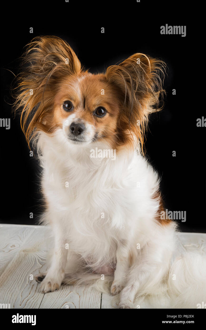 Puppy of a papillon on a black background. Stock Photo