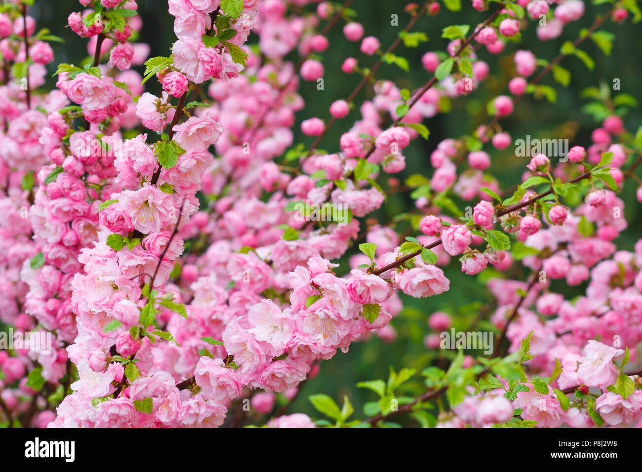 Prunus triloba blossoms. Branch of almond with beautiful pink flowers.Selective focus Stock Photo