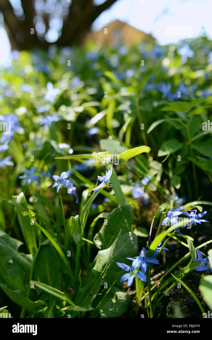 Delicate bell-shaped blue siberian squill flowers growing wild among green foliage Stock Photo