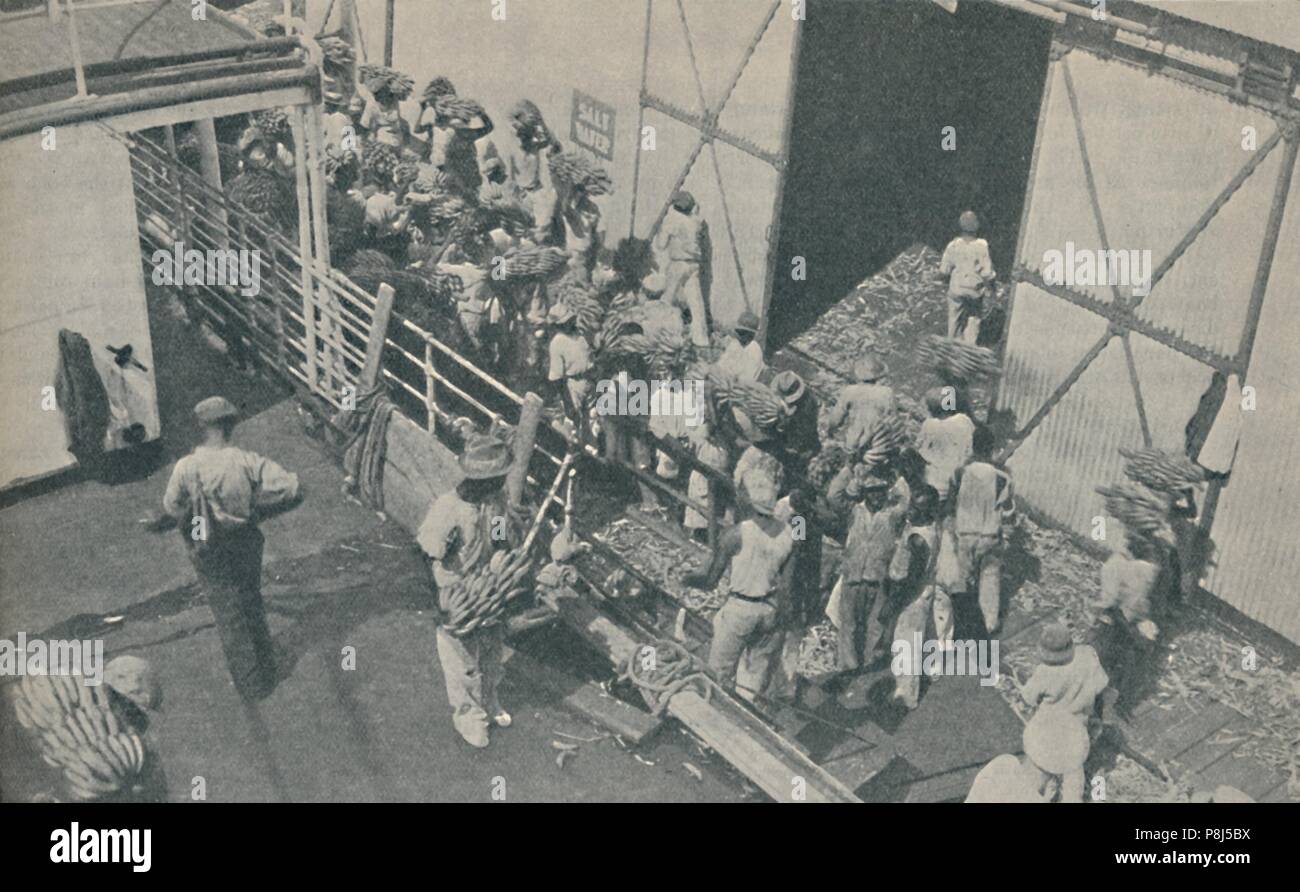 'Natives loading bananas at Kingston, Jamaica, chant Scottish psalms', 1937. Artist: Unknown. Stock Photo