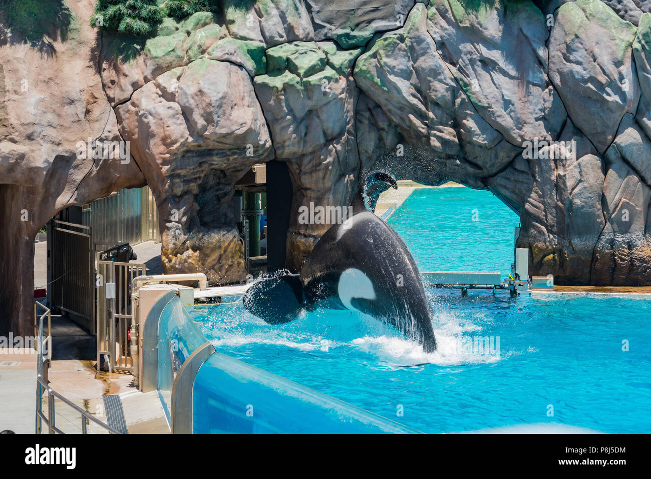 San Diego, JUN 27 Killer whales shows in the famous SeaWorld on JUN 27