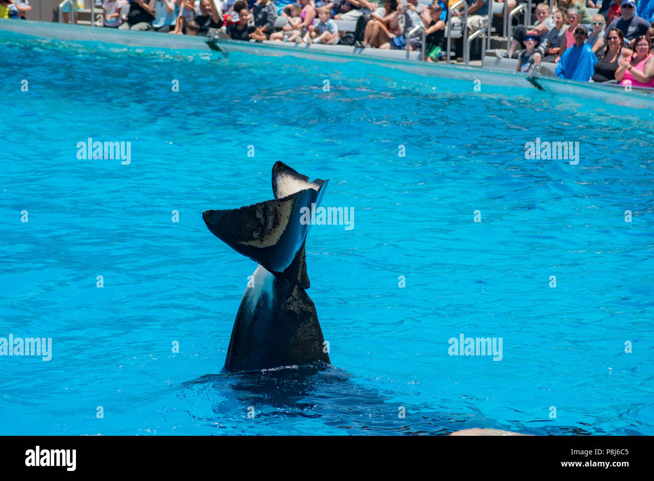 San Diego, JUN 27 Killer whales shows in the famous SeaWorld on JUN 27
