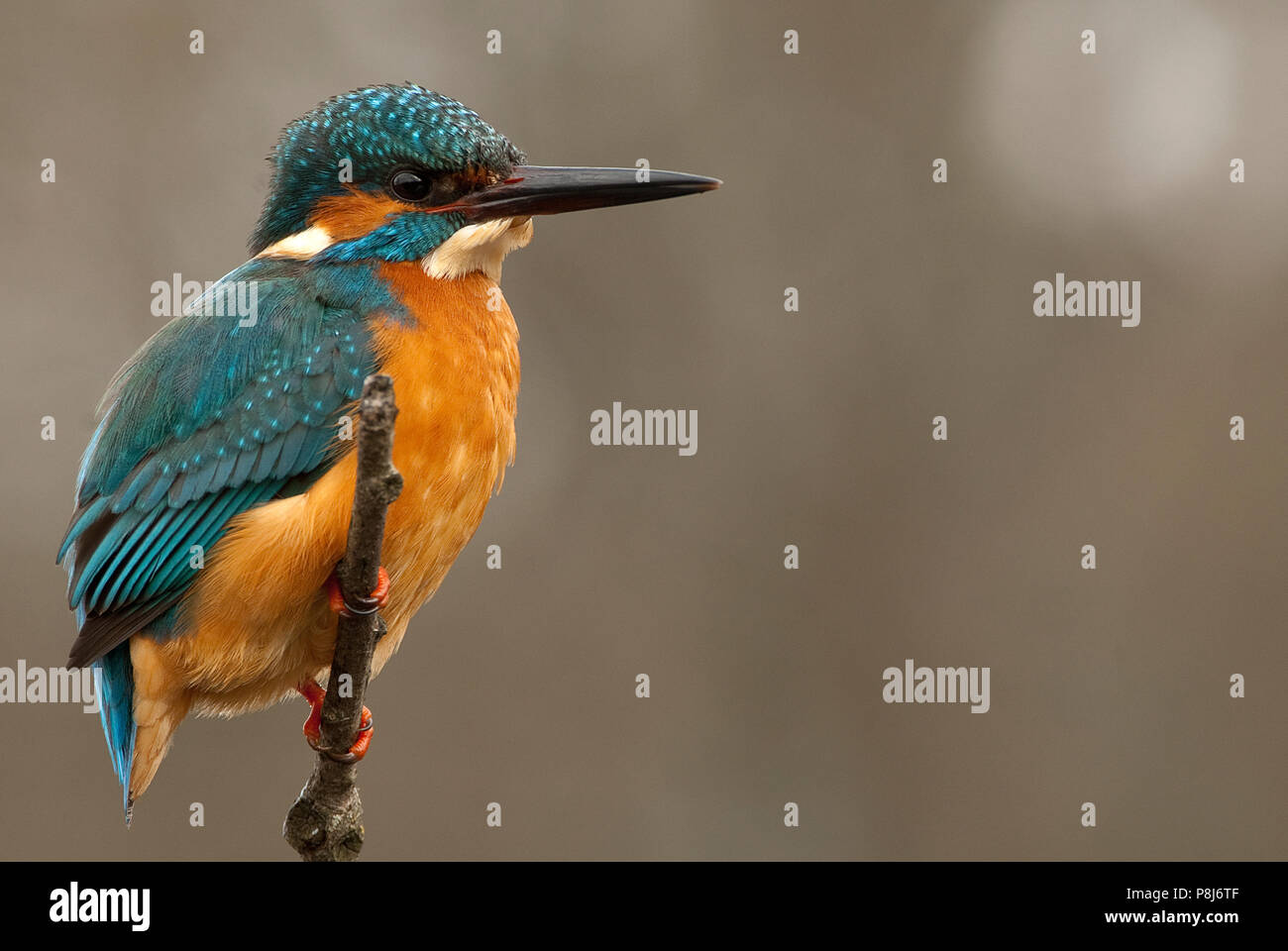 Kingfisher (Alcedo atthis) perched Stock Photo