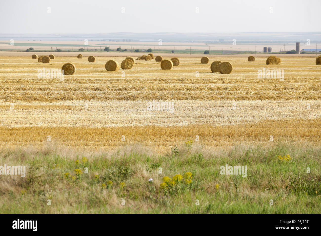 Wheat ballots on a farmer’s field in southern Romania Stock Photo