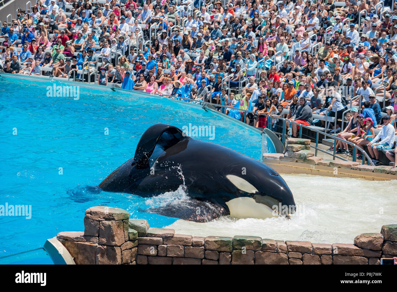 San Diego, JUN 27 Killer whales shows in the famous SeaWorld on JUN 27