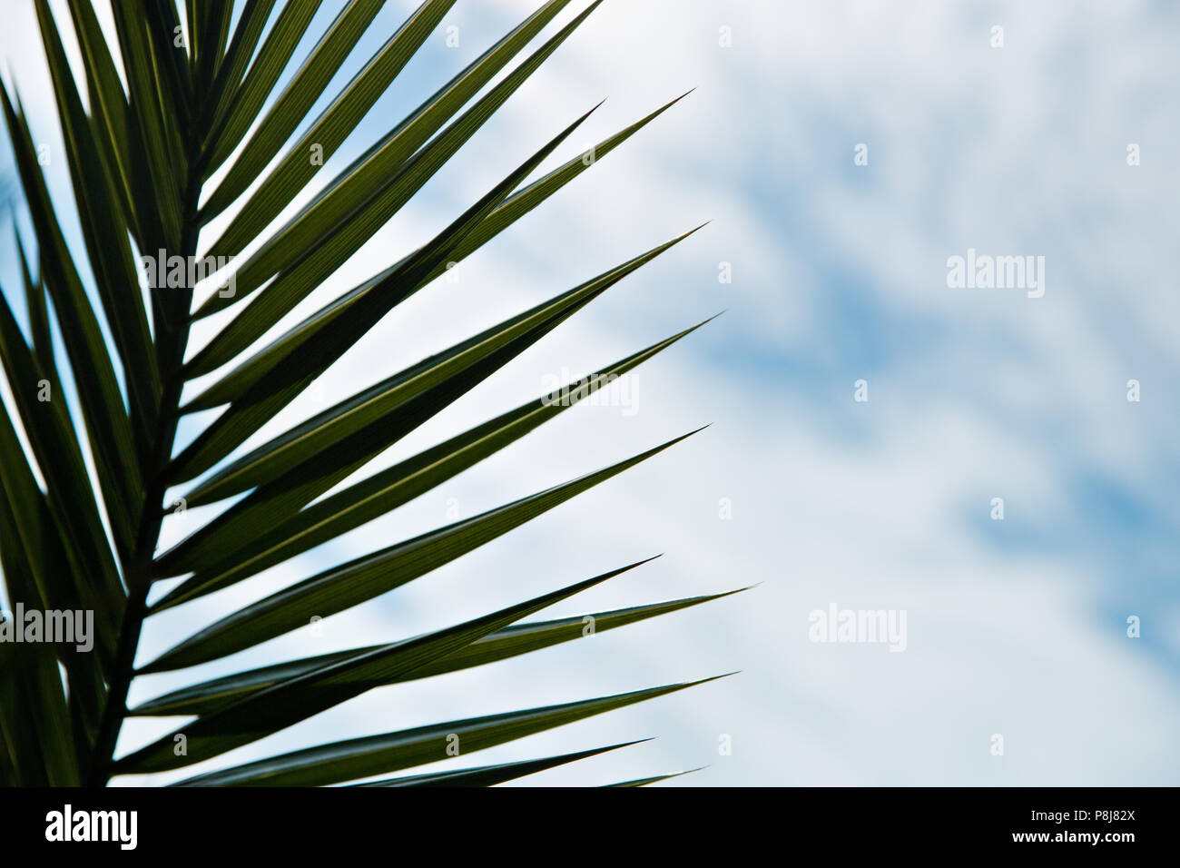 Silhouette of palm leaves on blue sky background Stock Photo - Alamy