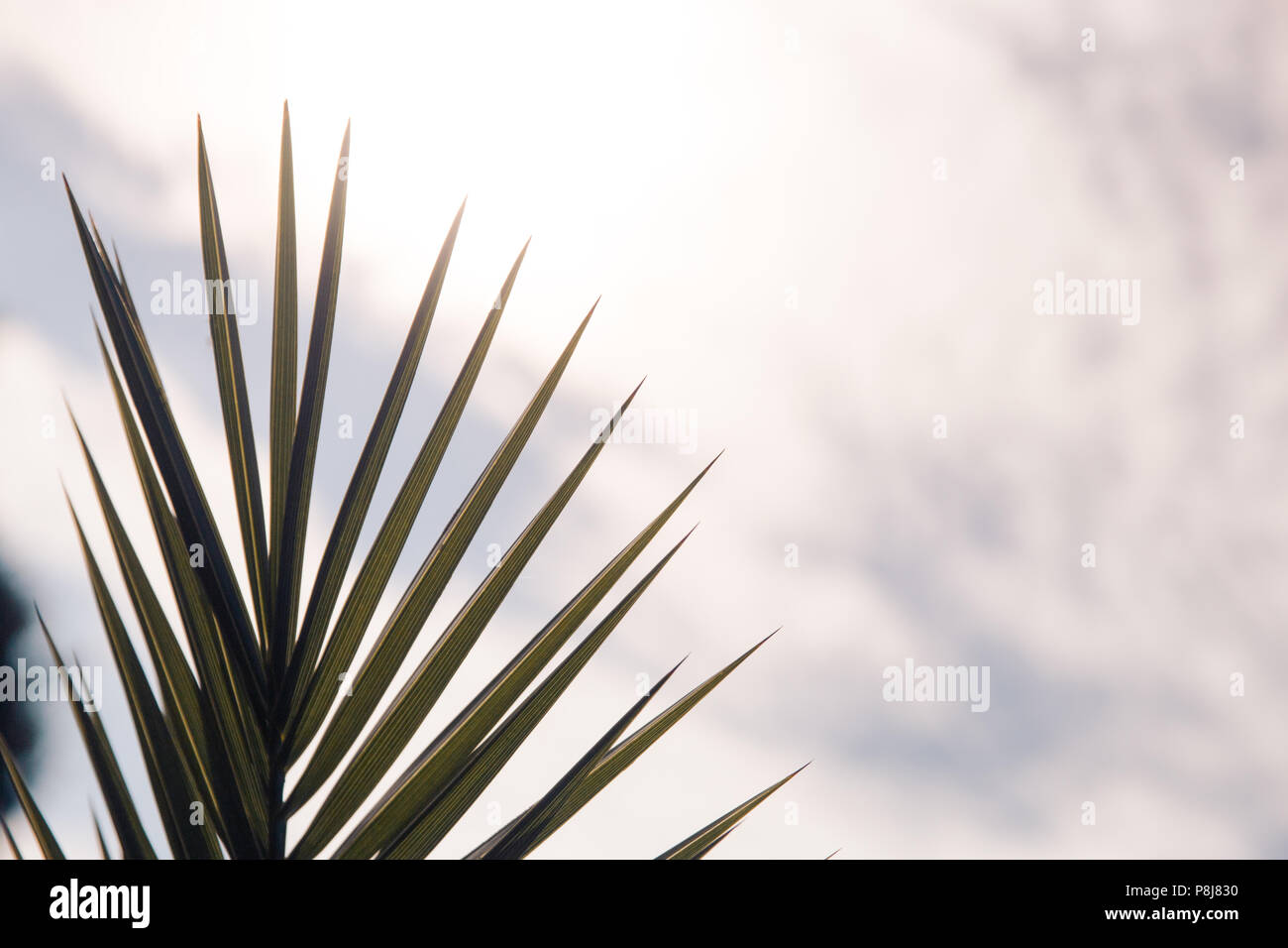 Palm leaves against white hi-res stock photography and images - Alamy
