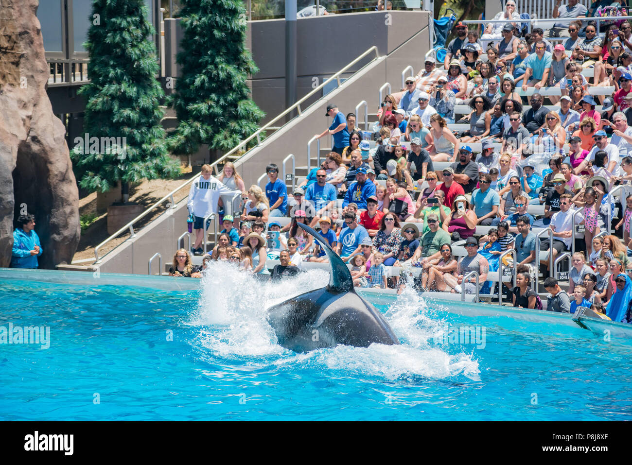 San Diego, JUN 27 Killer whales shows in the famous SeaWorld on JUN 27