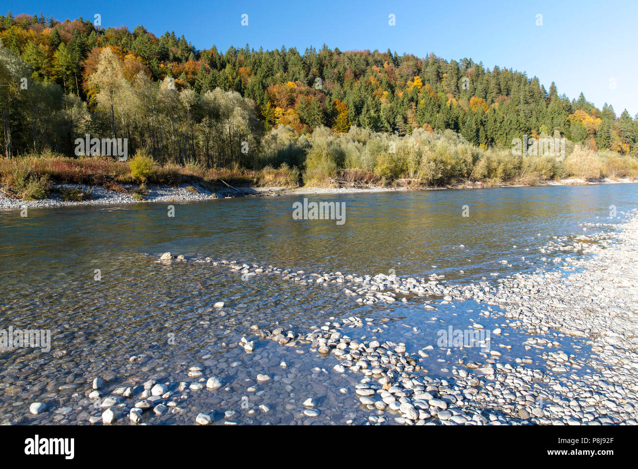 The river Lech with autumnal forest near the Ziegelwiesen, Füssen, Bavaria, Germany Stock Photo