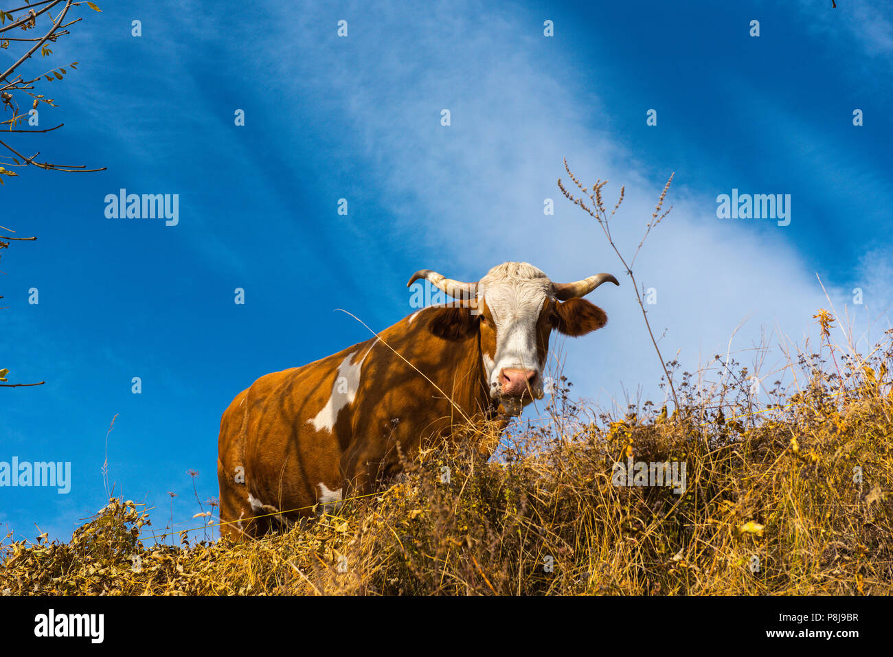Cow grazing, pasture in the meadow Stock Photo - Alamy