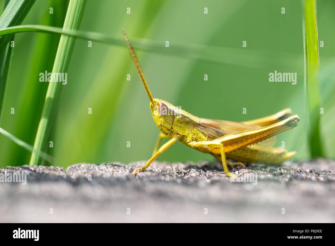 Large gold grasshopper (Chrysochraon dispar), male, sitting on wooden bridge, meadow, Pietzmoor, Schneverdingen, Lüneburg Heath Stock Photo