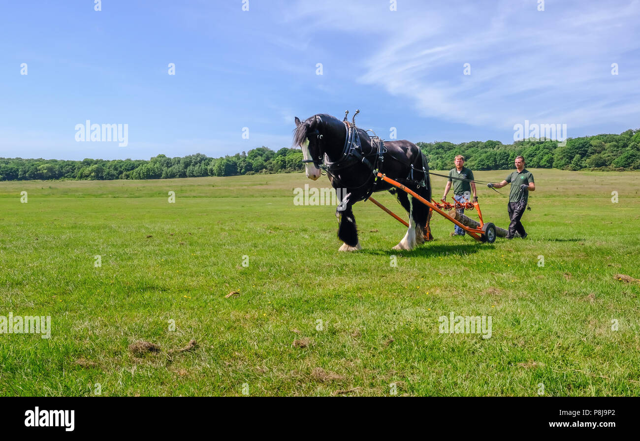 Hainault Country Park, Essex, UK -  June 6, 2018: Magnificent Shire horse logging with two men guiding him with reigns. Stock Photo