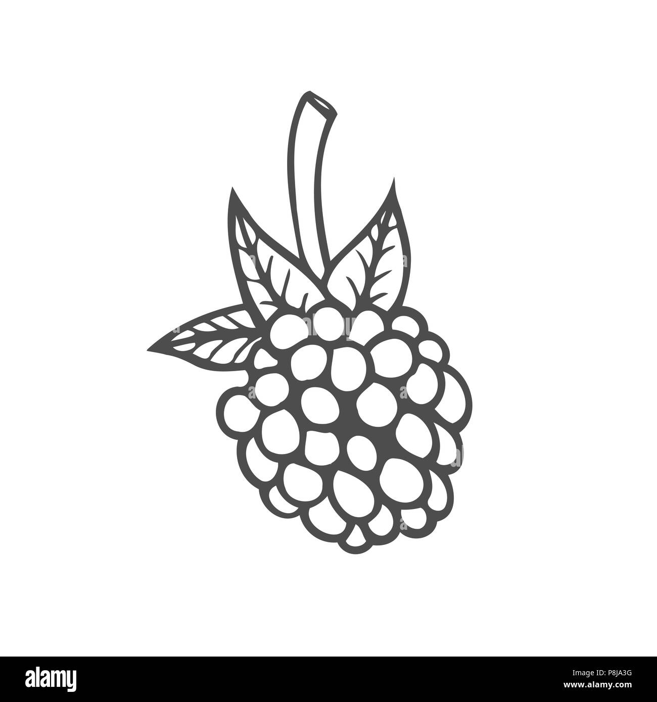 Raspberry fruit. Superfood organic berry. Hand drawn vector sketch ...