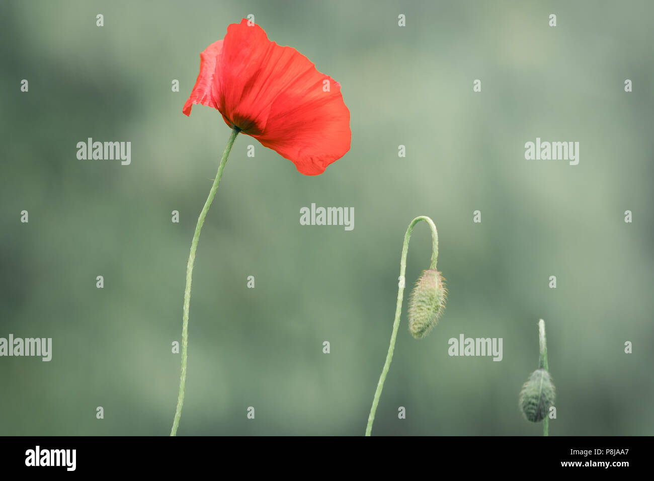 Poppy Flower, Green Background Stock Photo