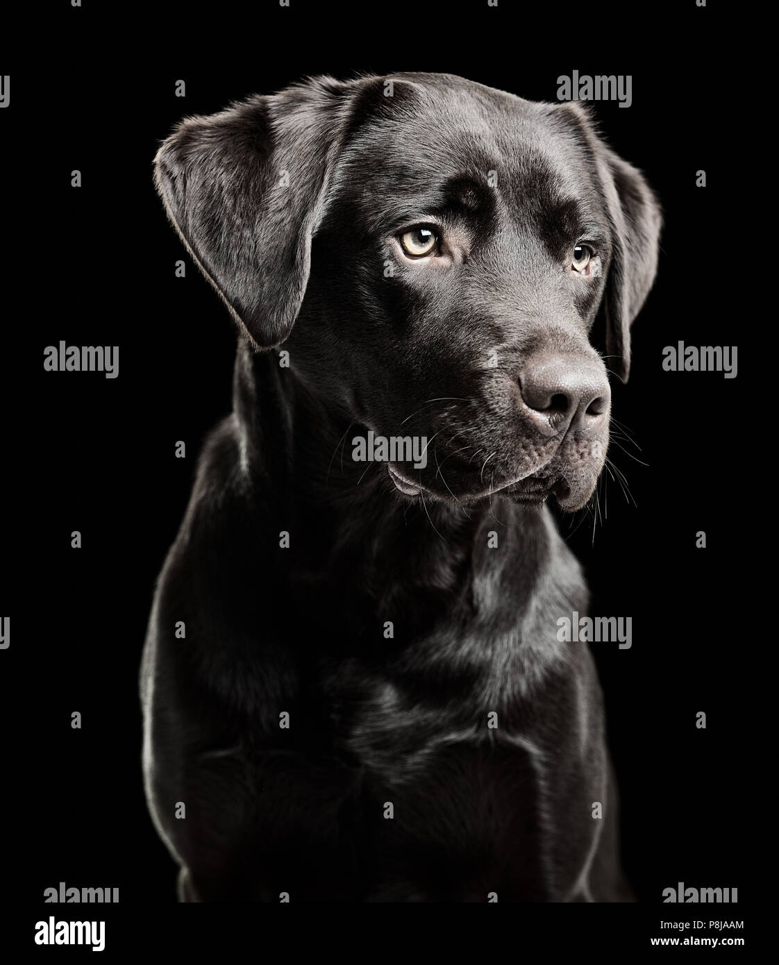 Three-quarter (3/4) portrait of dark chocolate labrador retriever dog against black background looking down and to the right with shiny flat-coat fur. Stock Photo