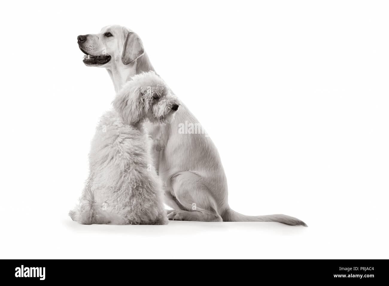 Hearing Dogs Stock Photo