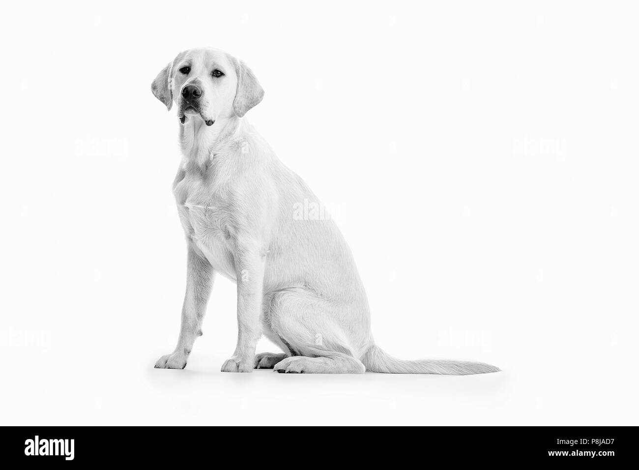 Hearing Dogs Stock Photo