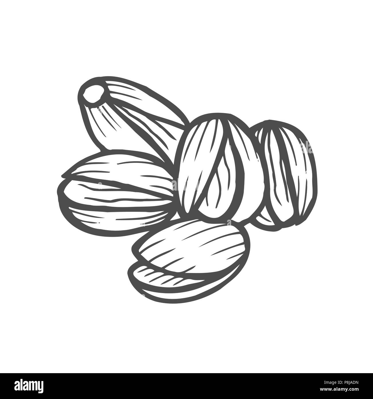 Hand drawn pistachios set. Open and fried fresh organic food. Singles and group. Nuts vector illustrations isolated on white background. Stock Vector