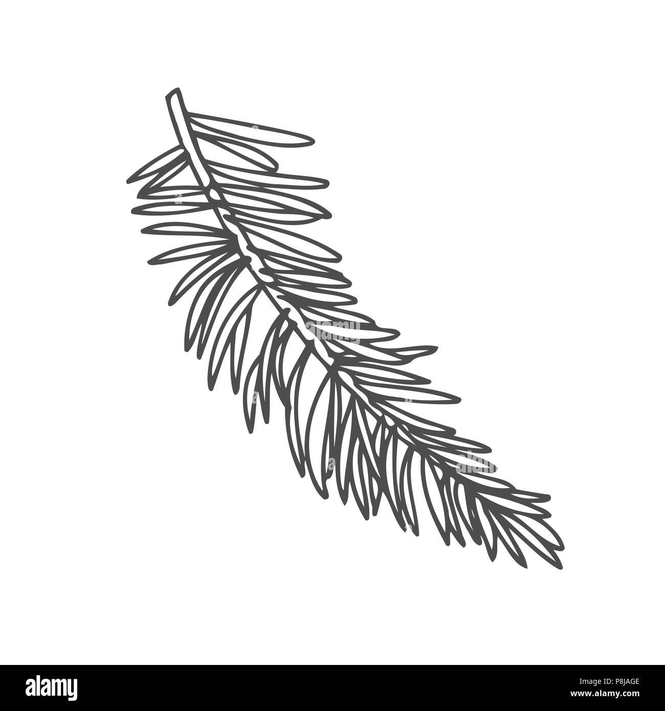 Hand drawn pine tree branch isolated on white background. Ink ...
