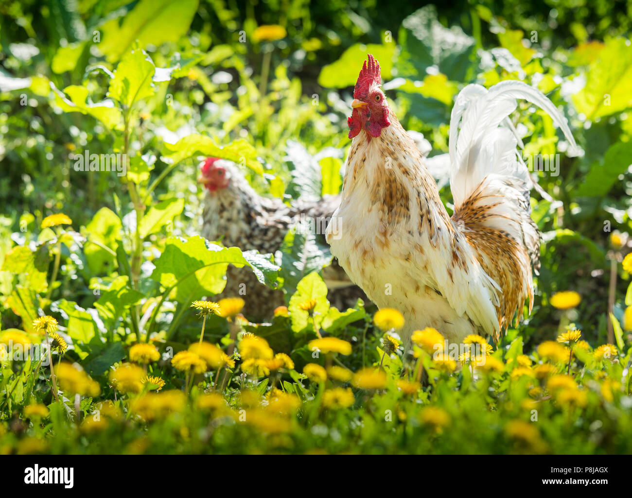 Rooster and hen on meadow Stock Photo