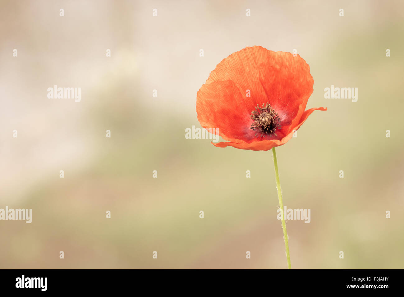 Poppy Flower, Matte, Background Stock Photo