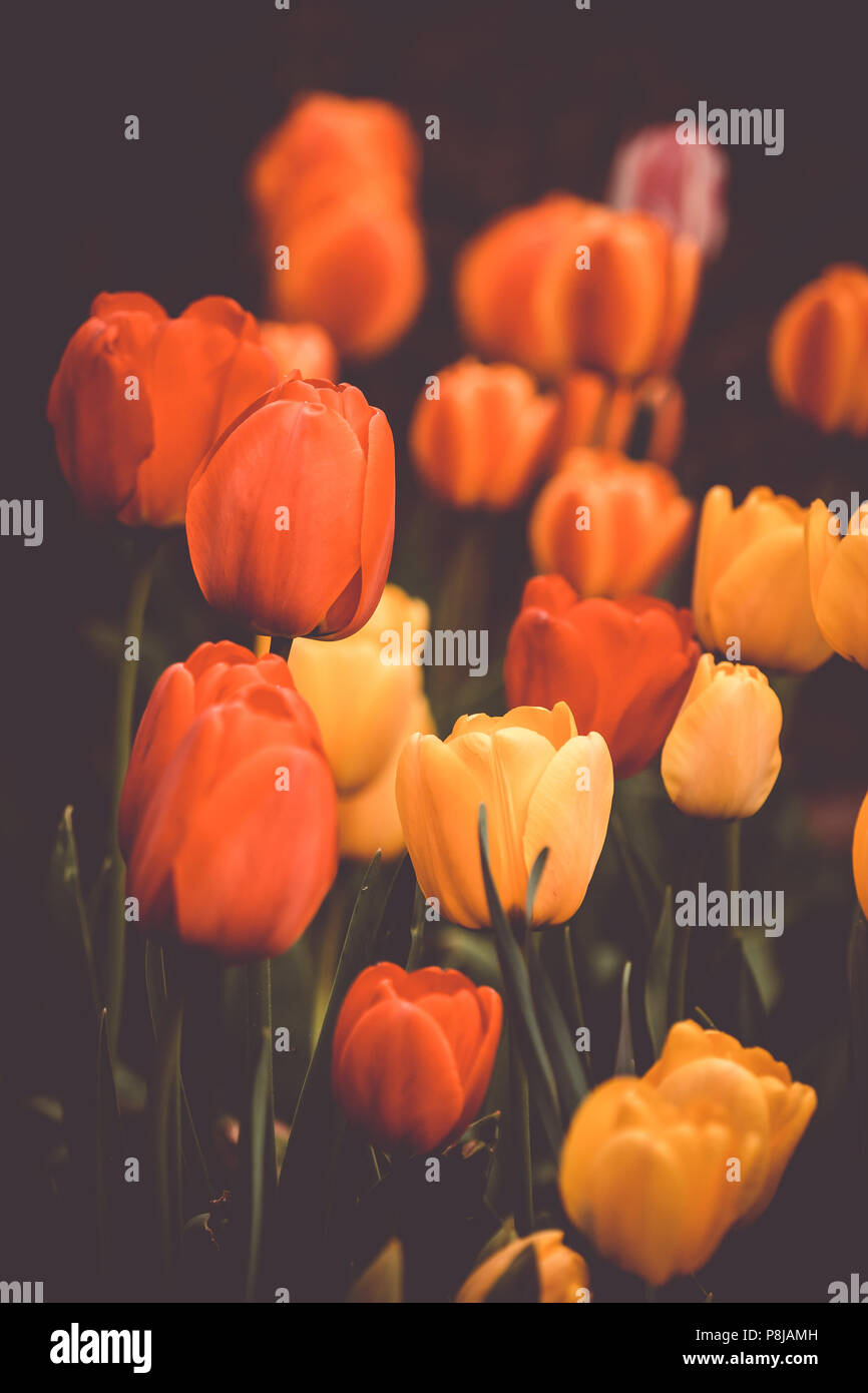 Orange Tulips, Group of Happy Flower Heads Stock Photo