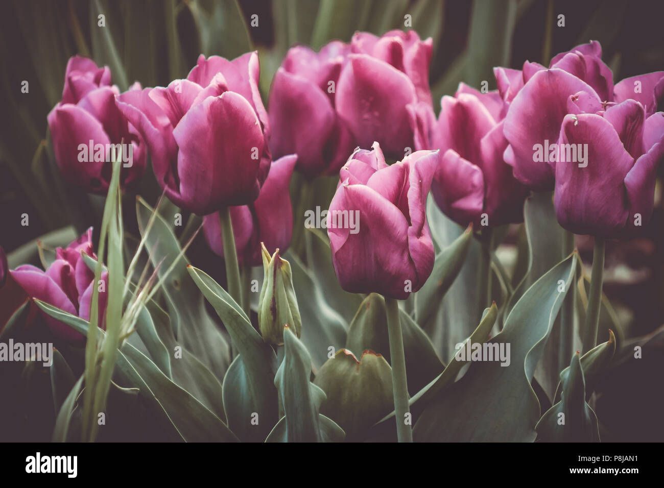 Purple Tulips, Matte Look Stock Photo