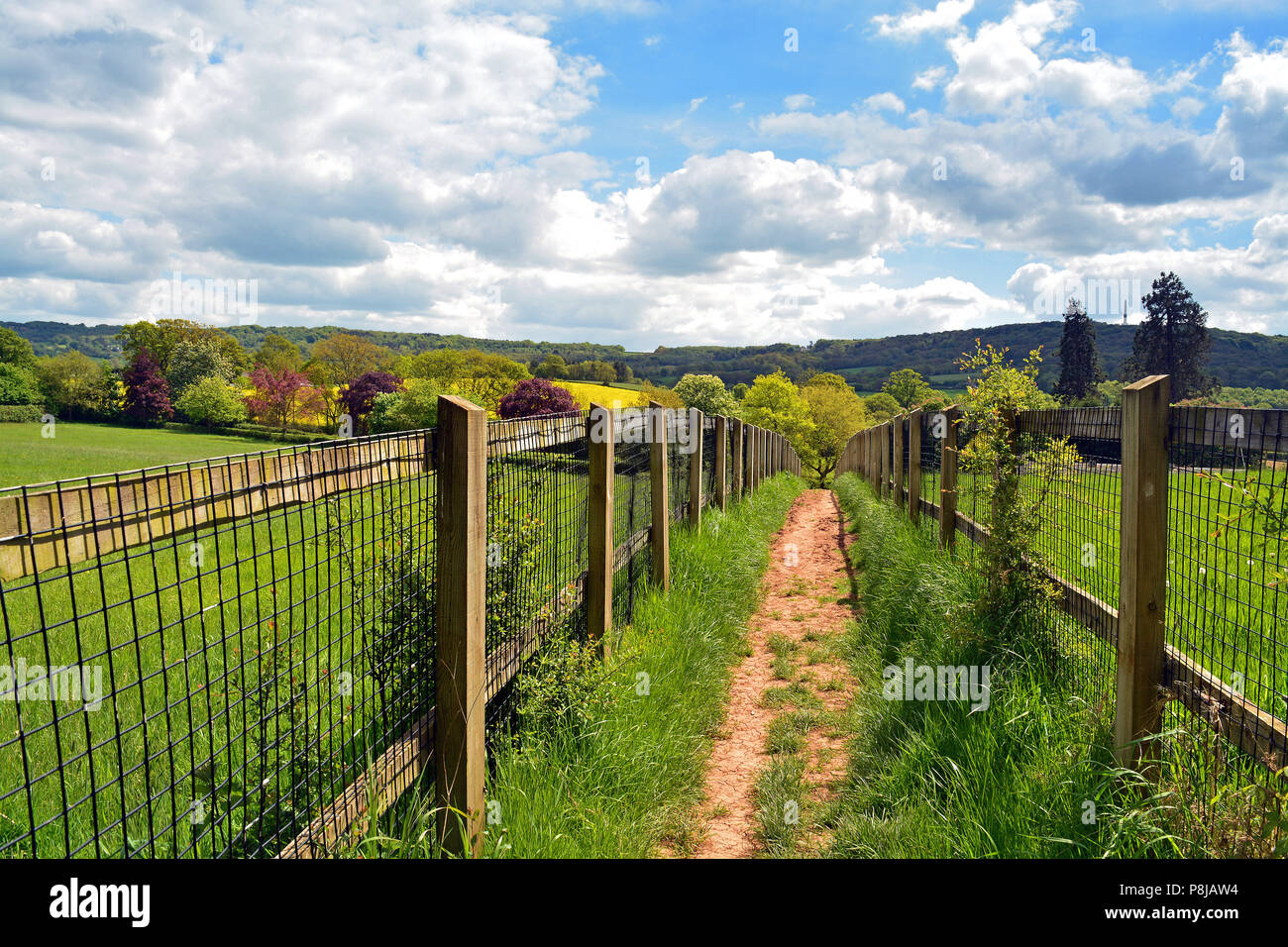 A path among fields in the UK County of Somerset leading up to the famous Wellington Monument on top of the Blackdown Hills. Stock Photo