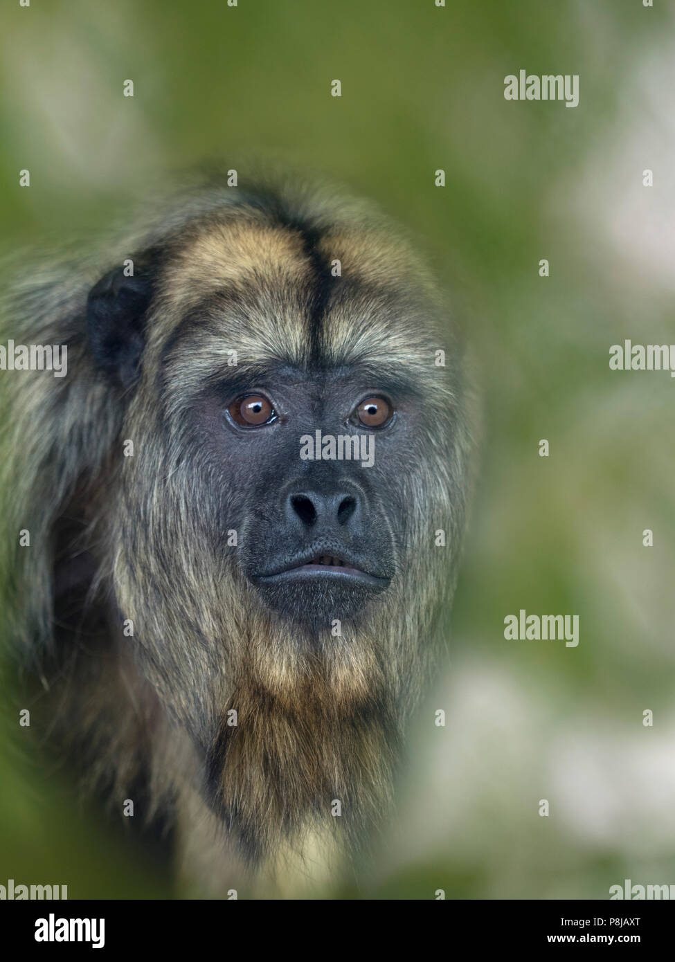 Black howler Alouatta caraya also known as black-and-gold howler Captive Portrait female Stock Photo