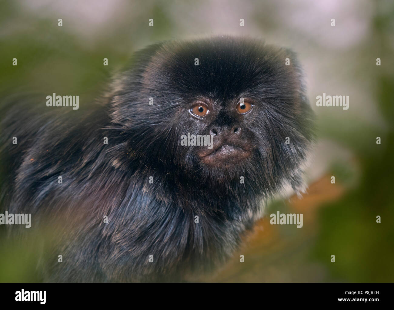 Goeldi's marmoset or Goeldi's monkey Callimico goeldii Stock Photo