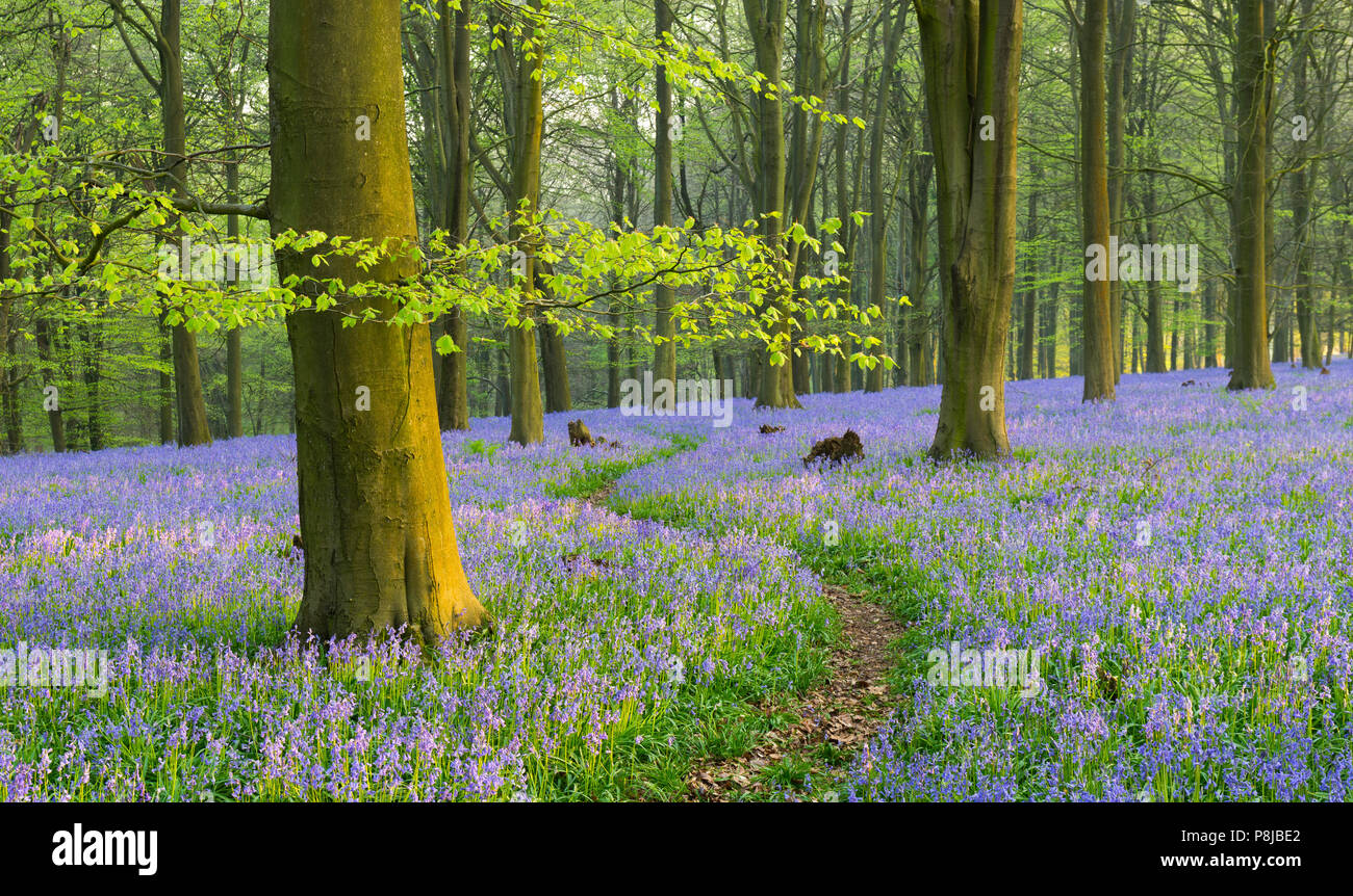 A winding path through an English Bluebell woodland in Spring. Stock Photo