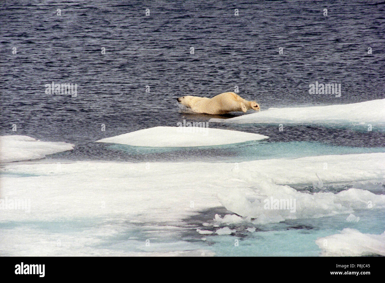 A Polarbaer jumps from an ice floe into the blue waters of the Beaufort Sea. Ein Eisbaer springt von einer Eisscholle in die Beaufort See, Alaska. Stock Photo