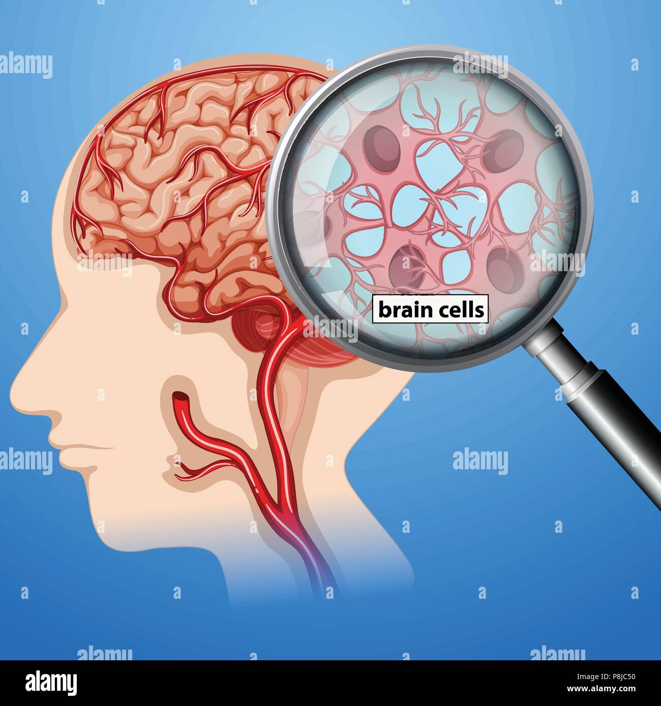 Human Brain Cells Anatomy illustration Stock Vector Image & Art Alamy