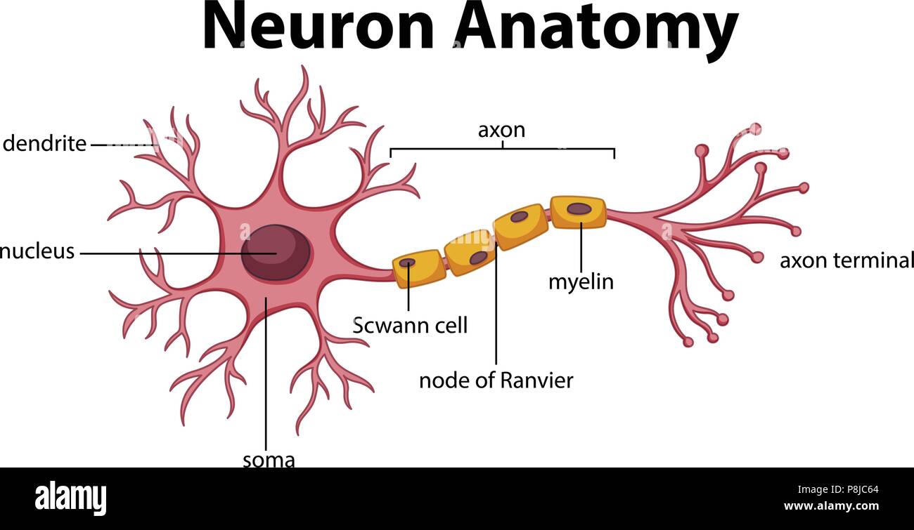 Diagram of Neuron Anatomy  illustration Stock Vector