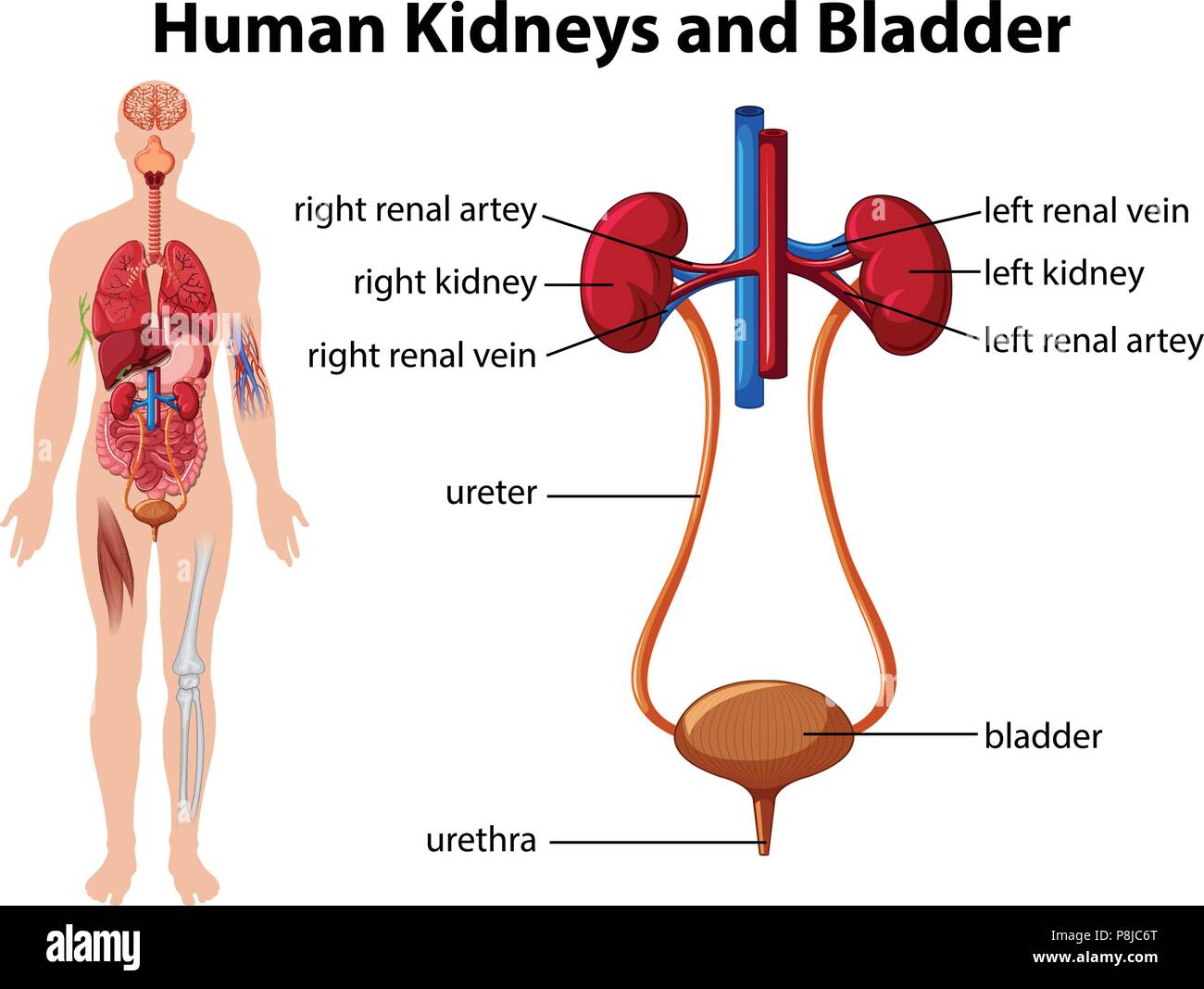 Human Kidneys and Bladder illustration Stock Vector Image & Art - Alamy