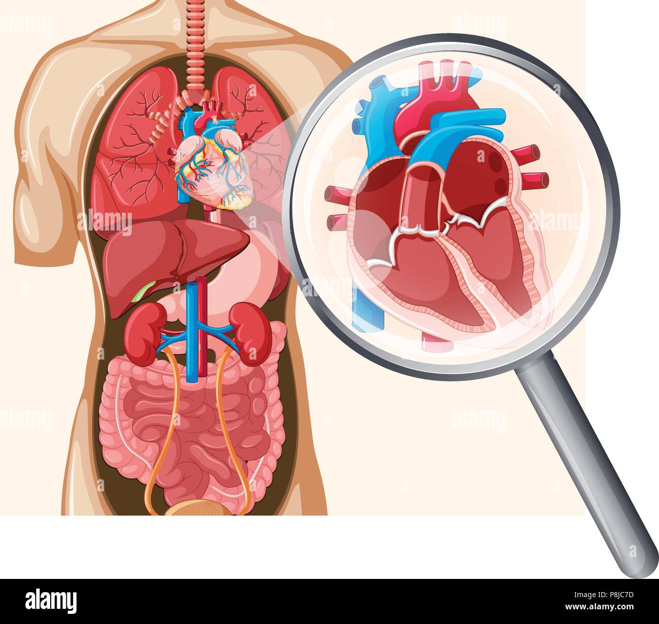 Human Heart and Circulatory System illustration Stock Vector Image ...